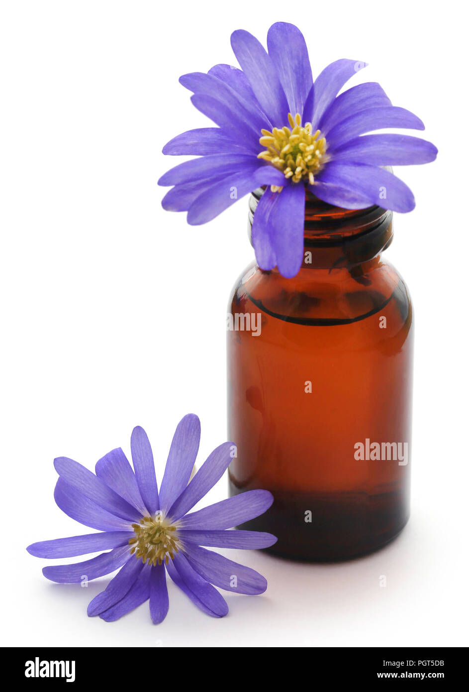 Anemone blanda sfumature di blu o Grecian Windflowers con olio essenziale in una bottiglia Foto Stock