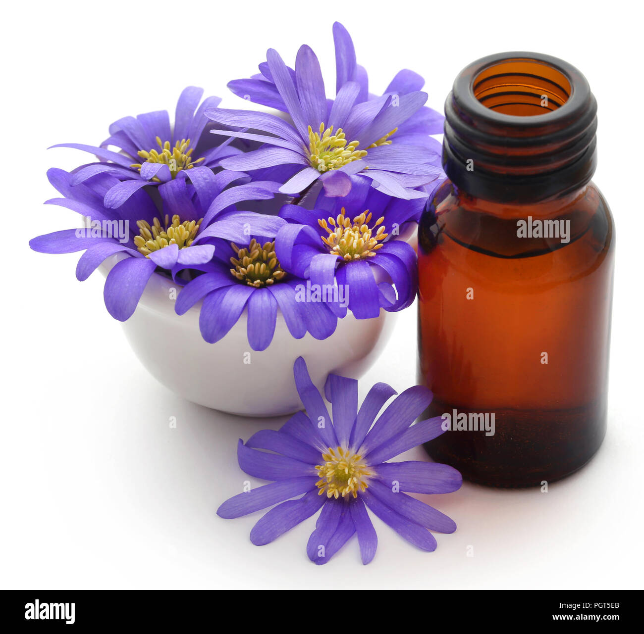 Anemone blanda sfumature di blu o Grecian Windflowers con olio essenziale in una bottiglia Foto Stock