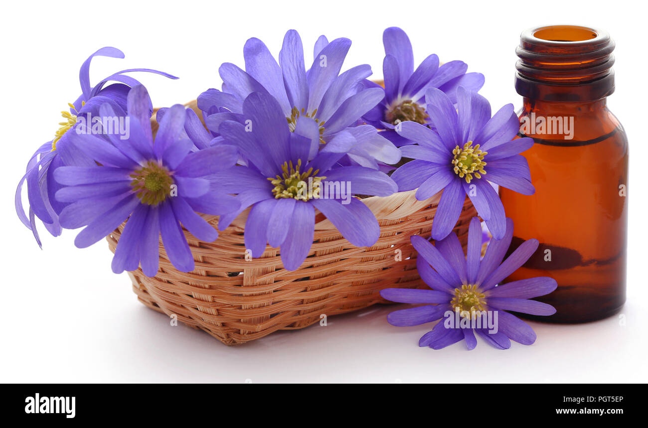 Anemone blanda sfumature di blu o Grecian Windflowers con olio essenziale in una bottiglia Foto Stock