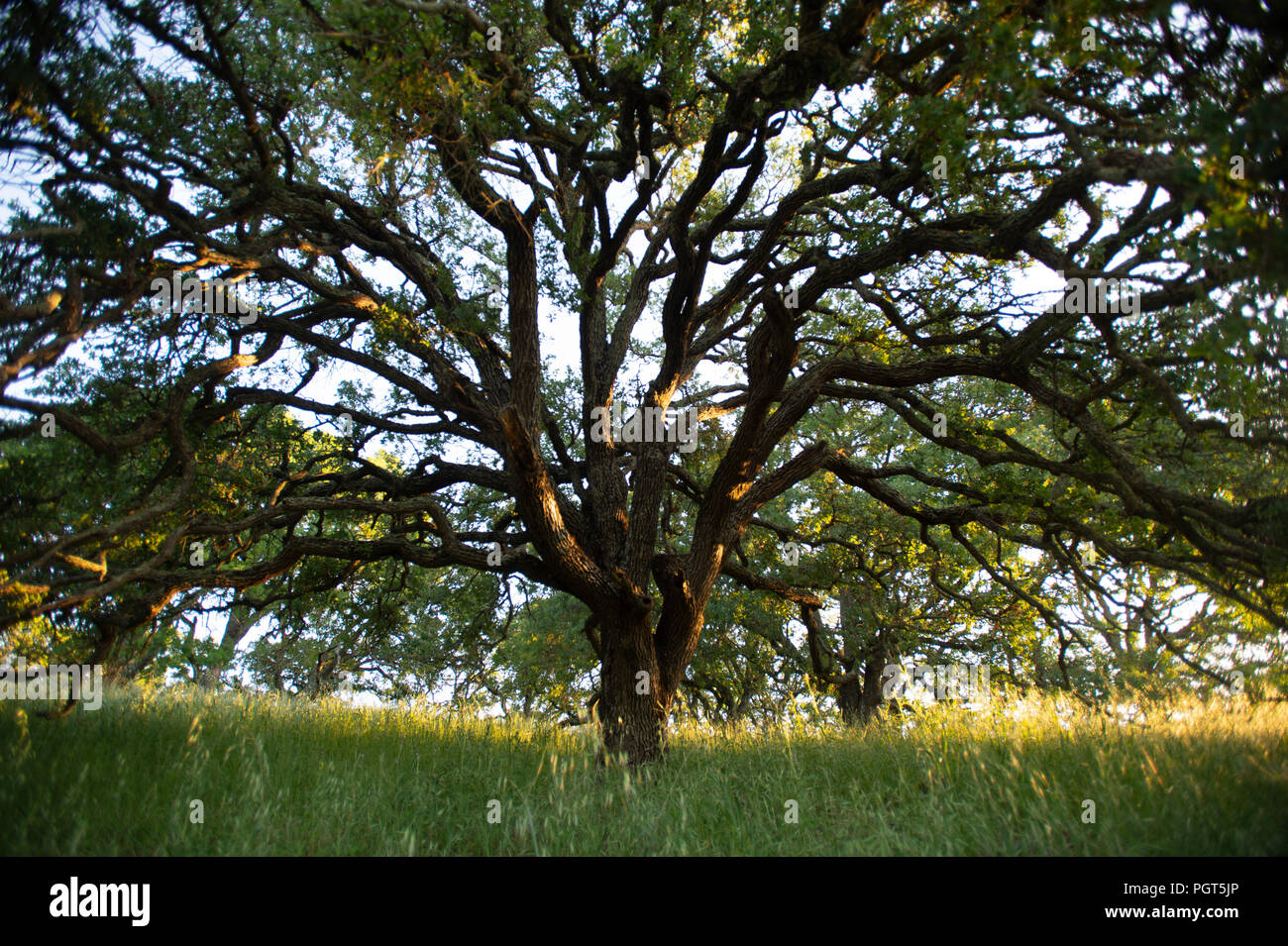 La mattina presto la luce del sole mette in evidenza un maestoso Blue Oak tree nei boschi del Monte Wanda. Foto Stock
