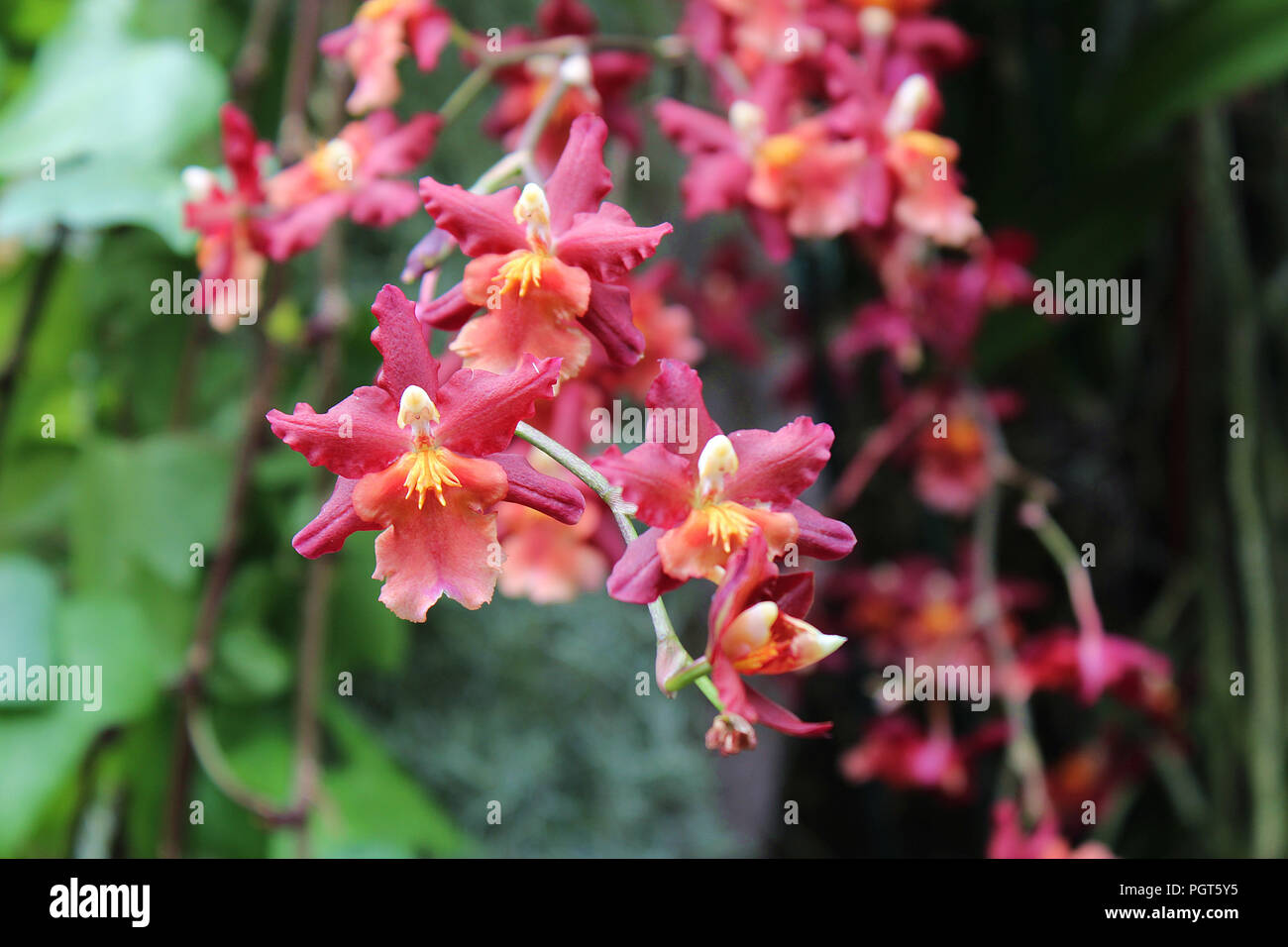 Close up di un cluster di rosa in fiore Oncidium orchidee utilizzando un effetto bokeh di fondo Foto Stock