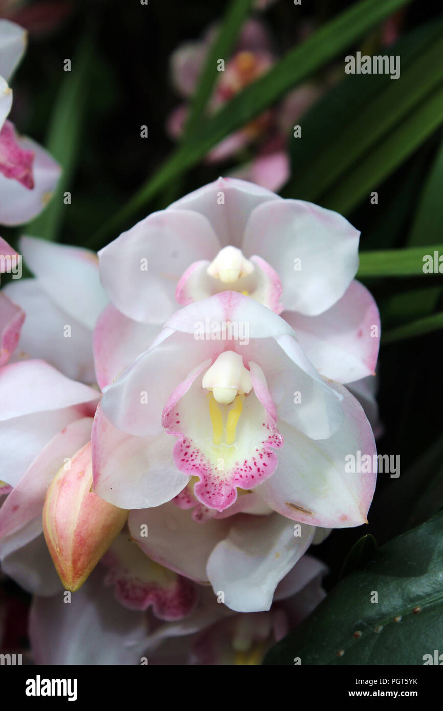 Close up più bianco e rosa orchidee Cymbidium in piena fioritura Foto stock  - Alamy