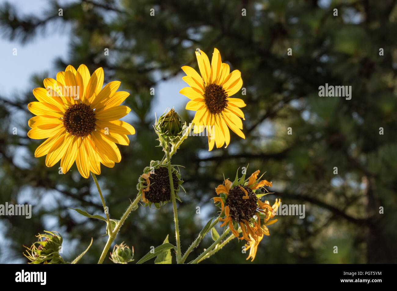 Mazzetto di colore giallo brillante girasoli set contro lo sfondo di colore verde bokeh alberi nel giardino all'aperto Foto Stock