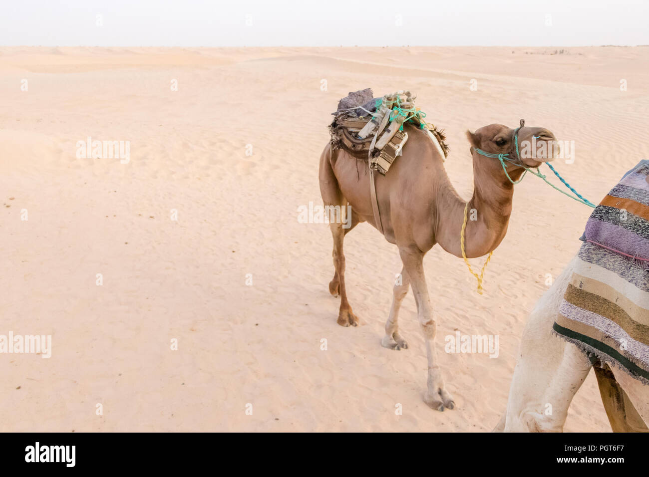 Il cammello e il deserto, Douz, Tunisia, Africa Foto Stock