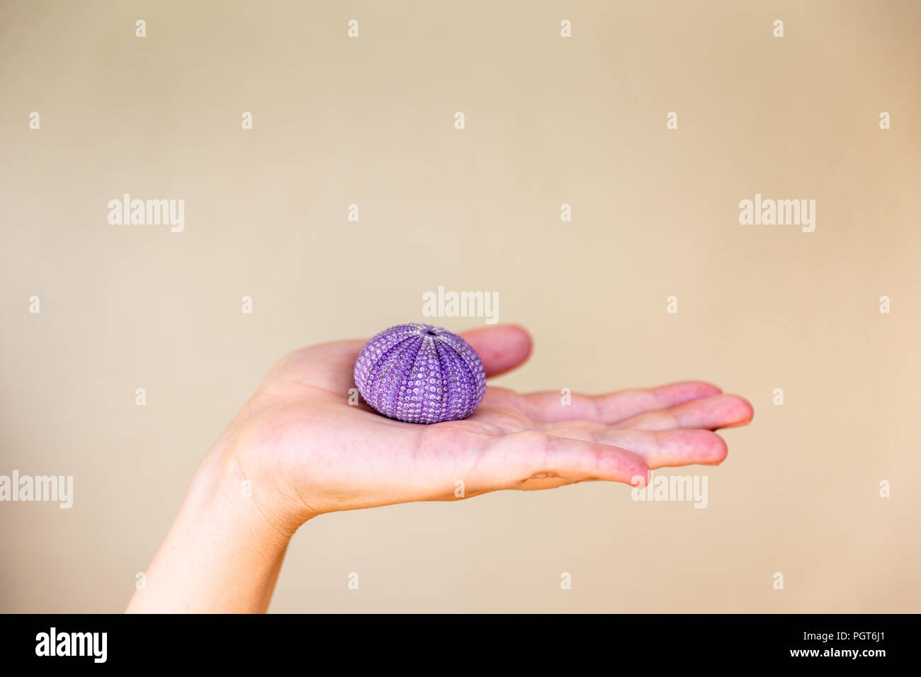 Le donne in possesso di un riccio nella sua mano con sfondo isolato. Guscio di ricci di mare o di urchin. Foto Stock