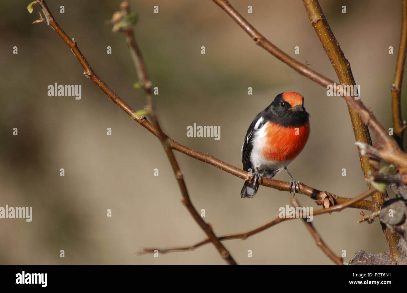 Maschio rosso-capped Robin (Petroica goodenovii) è un piccolo uccello passerine nativa per l'Australia. Foto Stock