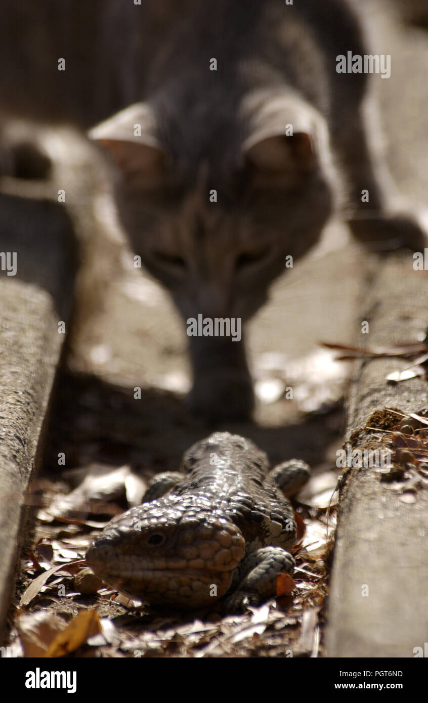 UN TABBY CAT DOMESTICO INSEGUE UNA LUCERTOLA AUSTRALIANA (TILIQUA SCINCOIDES) IN UNA RETE STRADALE, SYDNEY, NUOVO GALLES DEL SUD, AUSTRALIA. Foto Stock