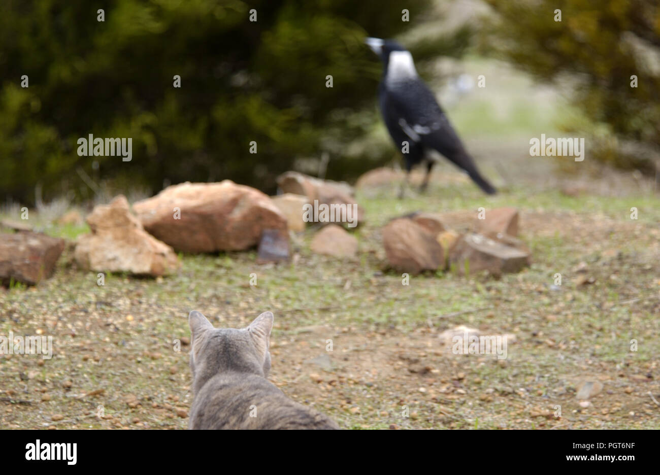 UN GATTO DOMESTICO ACCOVACCIATO A GUARDARE UN MAGPIE AUSTRALIANO. SYDNEY, NUOVO GALLES DEL SUD, AUSTRALIA. Foto Stock