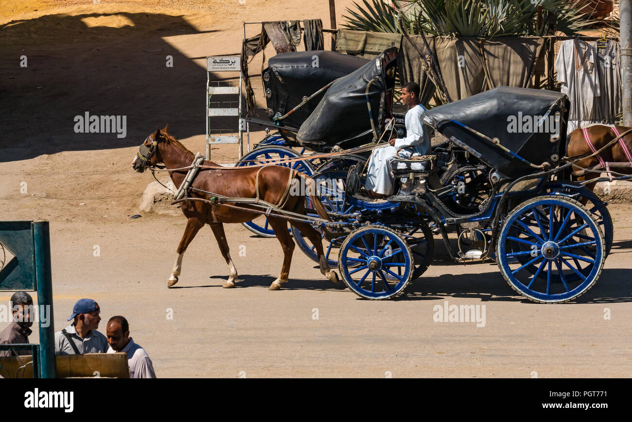 Locale egiziano uomo alla guida turistica trasporto di cavalli per il trasporto di turisti provenienti da navi da crociera per il tempio di Edfu, Egitto, Africa Foto Stock