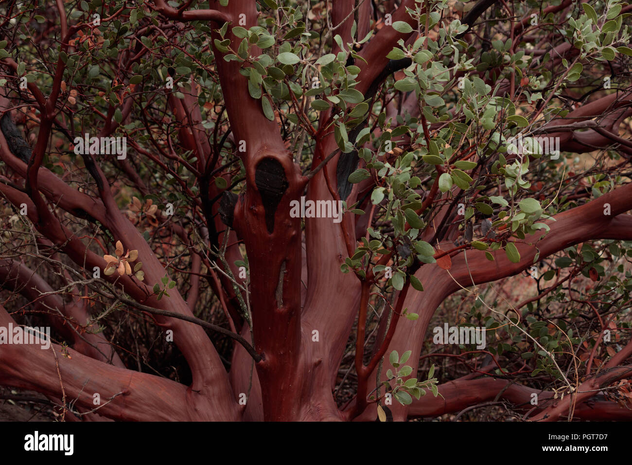 Bella full size manzanita sani albero con molti rami, foglie verdi e liscia rosso lucido Arancione marrone corteccia e legno usato nelle decorazioni e arte Foto Stock