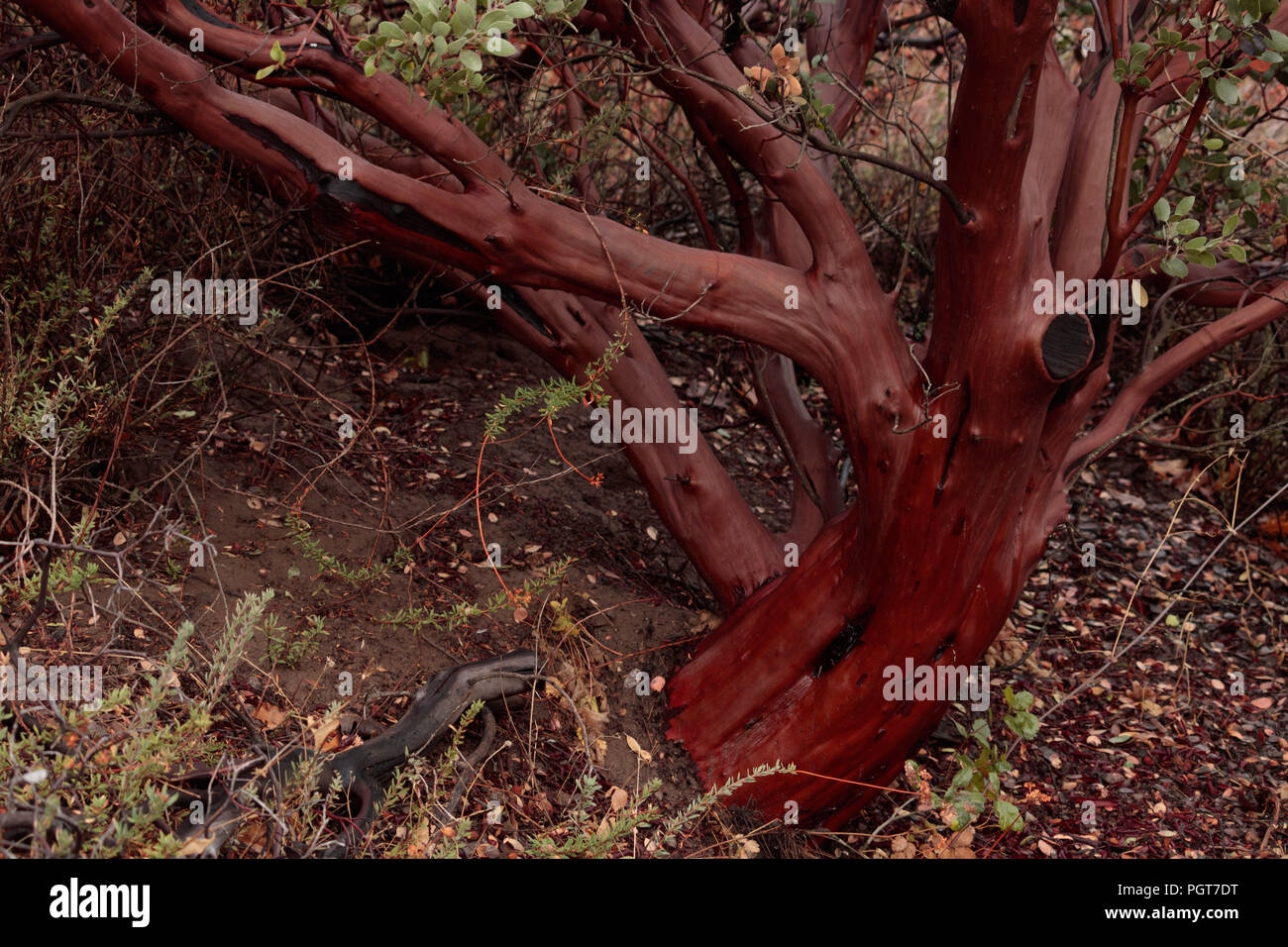 Bella manzanita sano tronco di albero con foglie verdi e liscia rosso lucido Arancione marrone corteccia e legno usato nelle decorazioni e arte Foto Stock