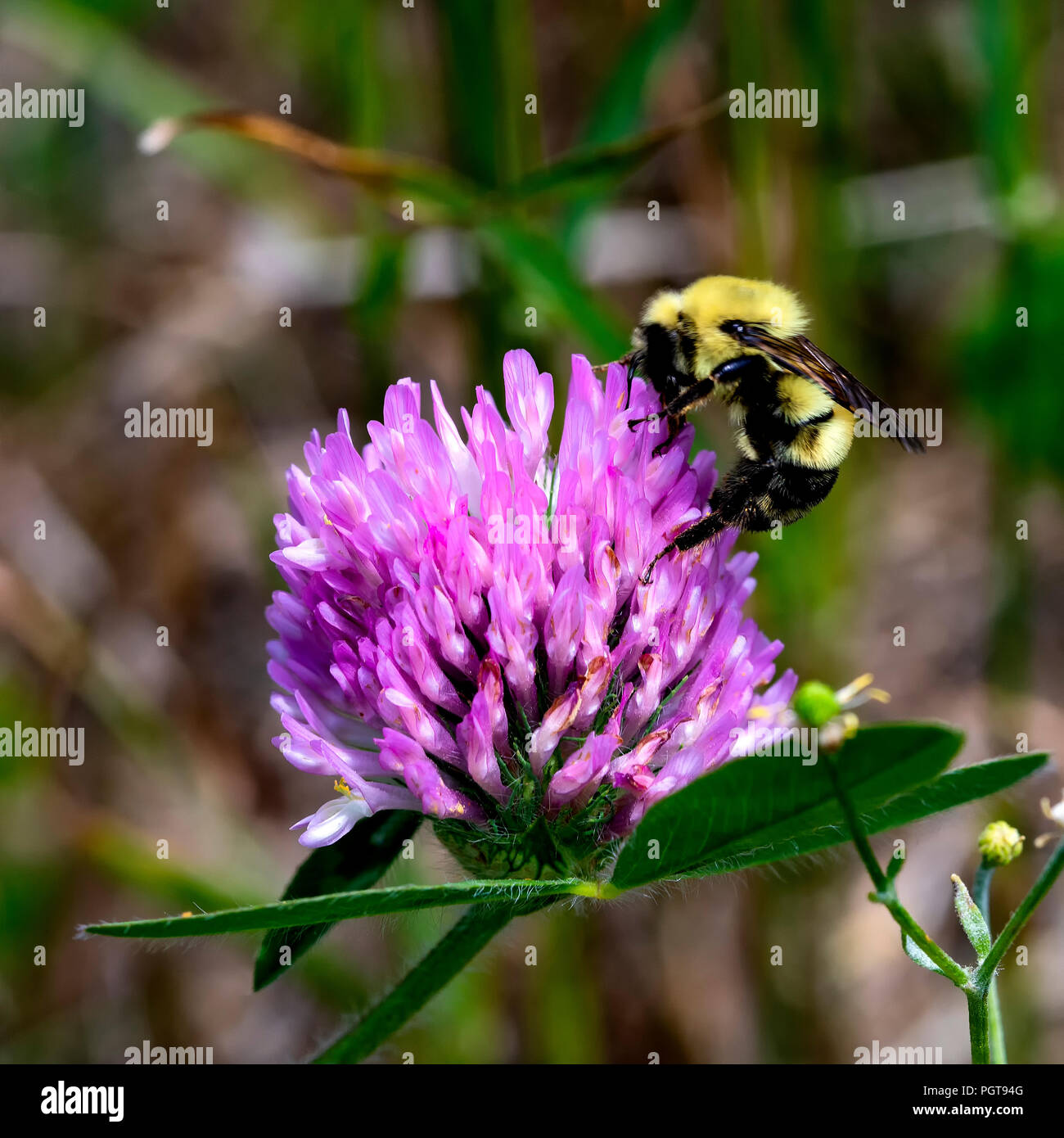 Un'ape feed da un fiore rosa sul trifoglio rosso in un campo. Foto Stock