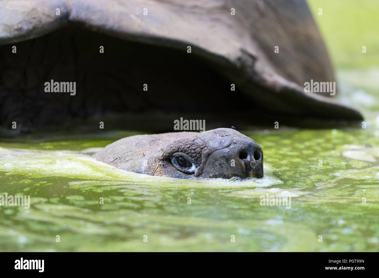 Wild Galapagos tartaruga gigante, Geochelone elephantopus, in stagno fangoso sull isola di Santa Cruz, Galapagos. Foto Stock