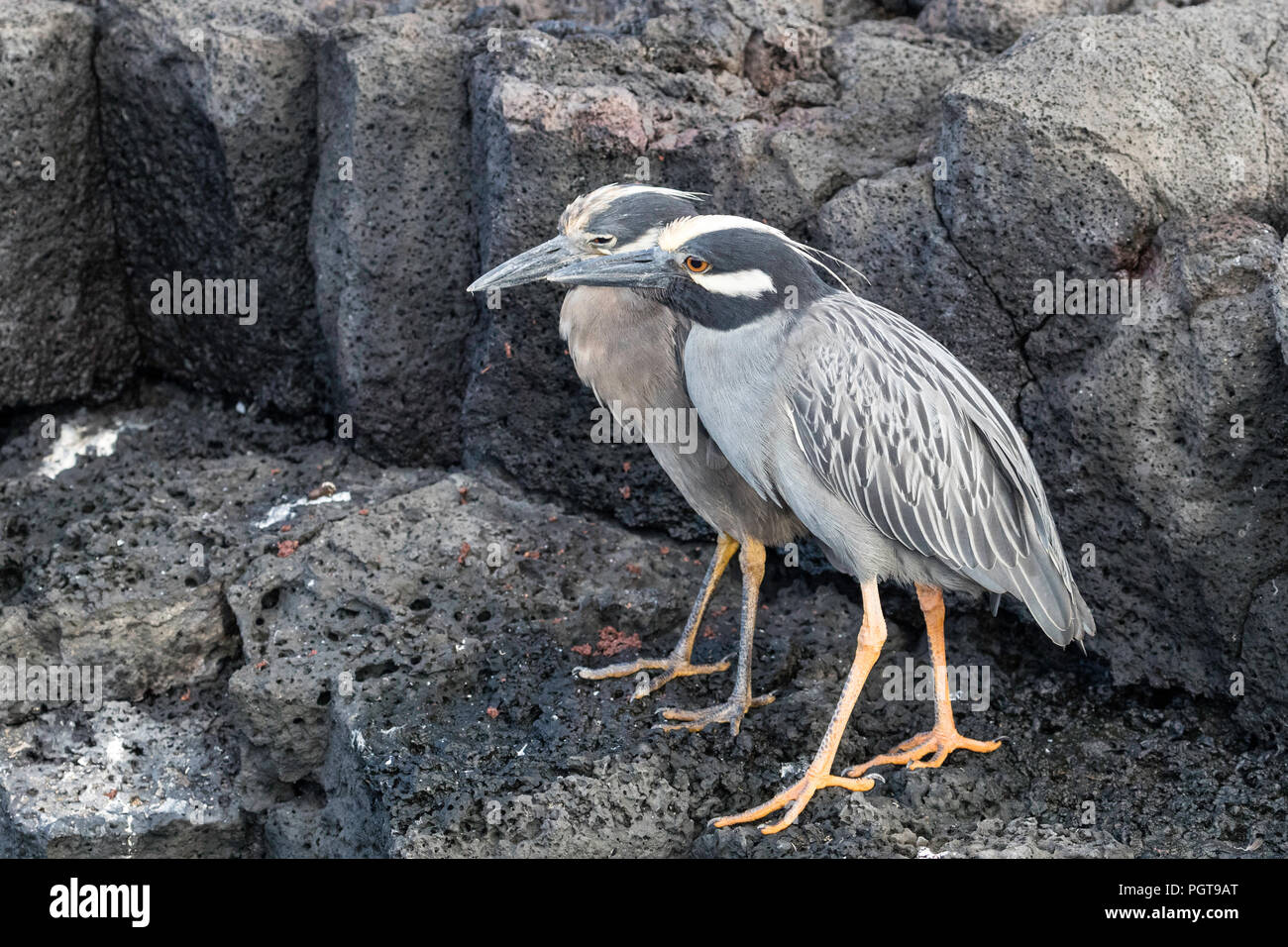 Giallo-incoronato nitticore, Nyctanassa violacea, isola di Santiago, Galápagos, Ecuador. Foto Stock