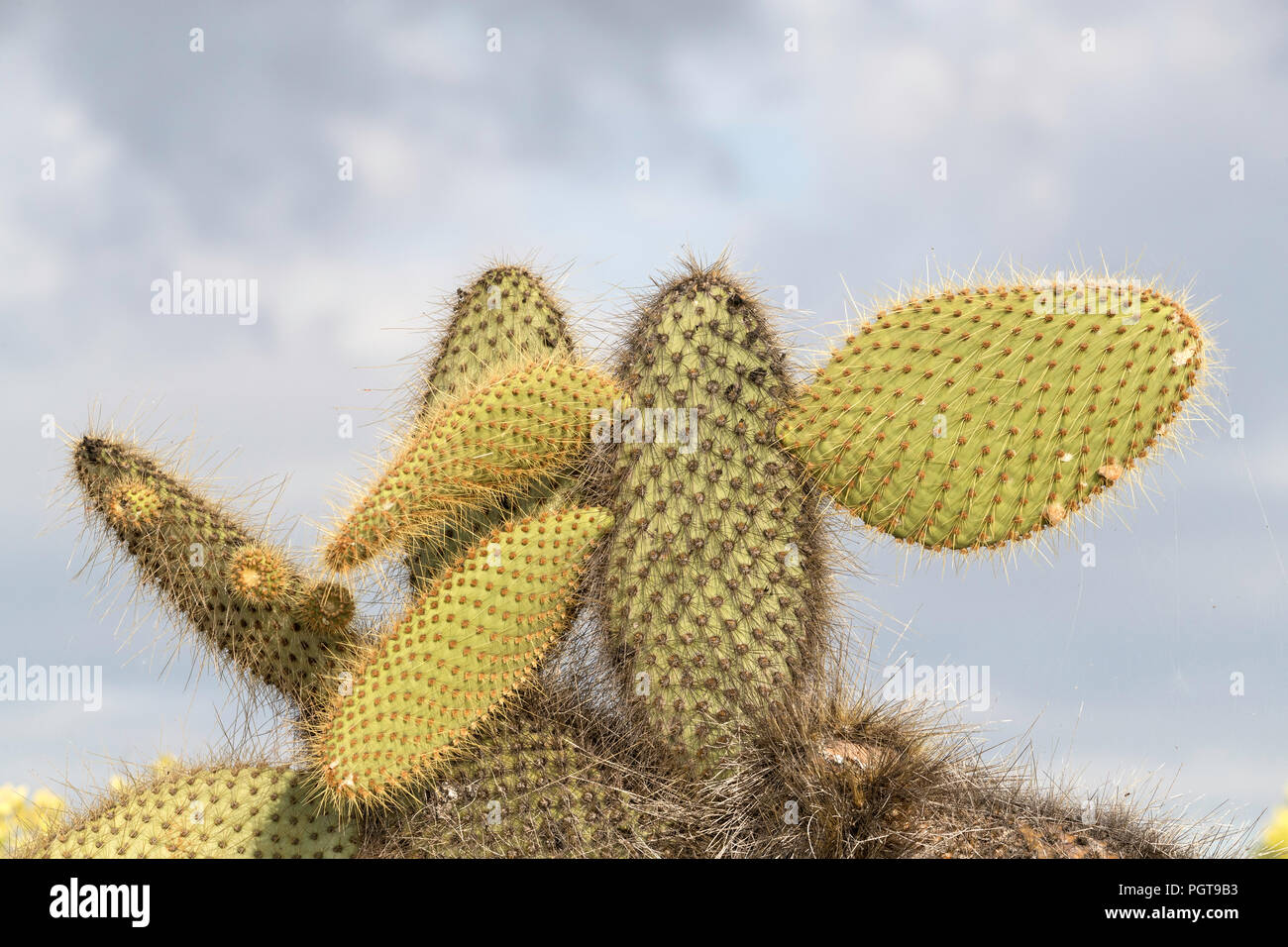 L'endemico Opuntia cactus, Opuntia echios, cresce sull isola di Santa Cruz, Galápagos, Ecuador. Foto Stock