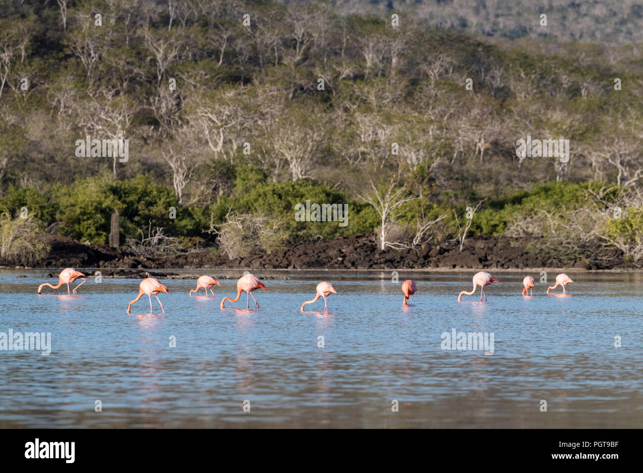 Maggiore fenicotteri Phoenicopterus ruber, rovistando nella laguna di acqua salata, isola Floreana, Galapagos, Ecuador. Foto Stock