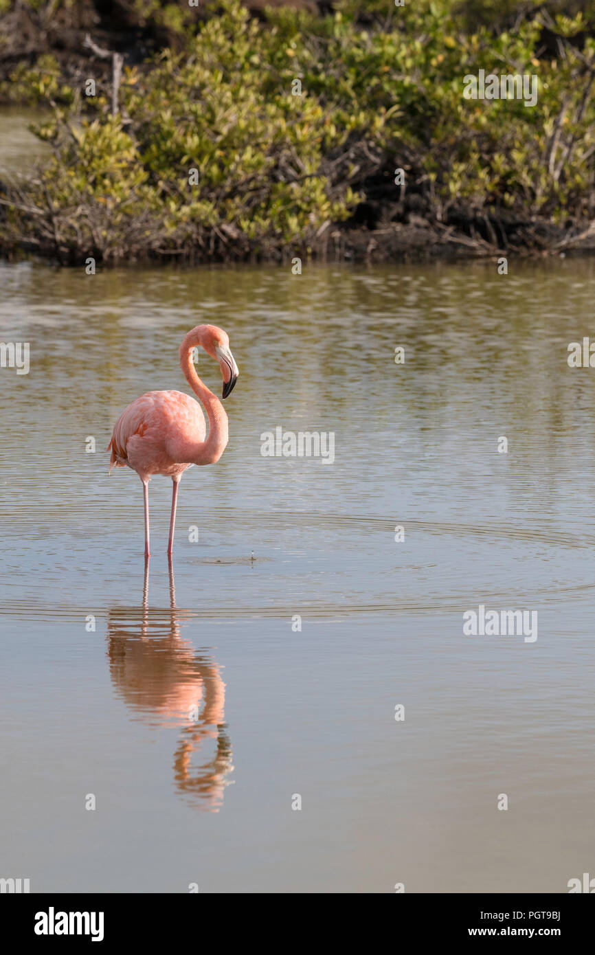 Maggiore il fenicottero rosa Phoenicopterus ruber, rovistando nella laguna di acqua salata, isola Floreana, Galapagos, Ecuador. Foto Stock