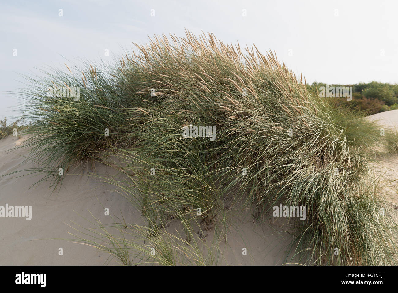 Impianto di deserto di sabbia con regolazione del sole. Foto Stock