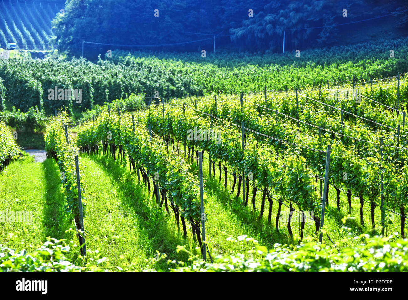 Vigneto in provincia di Alto Adige, Italia. Foto Stock