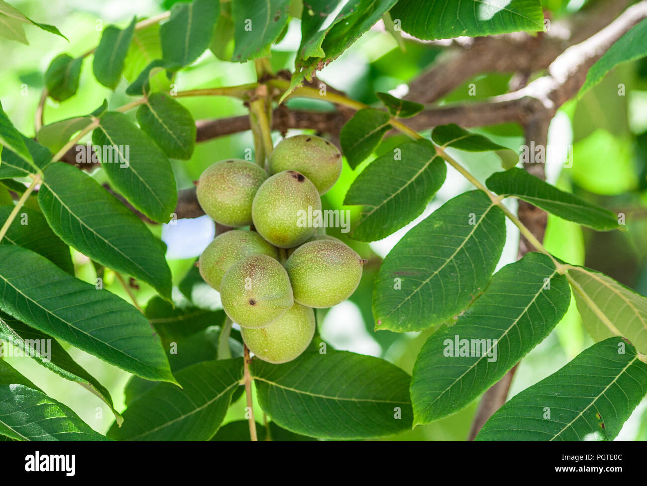 Il verde dei frutti del dado Manchurian crescere su un ramo circondato dal verde fogliame, un mazzetto di frutti su una foto, una giornata di sole, Foto Stock