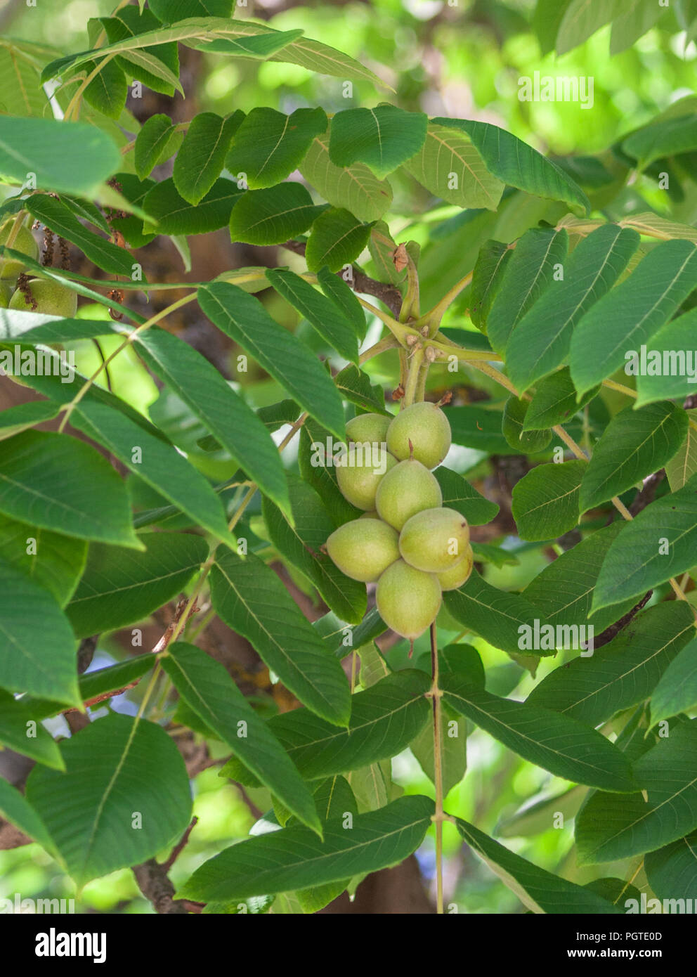 Il verde dei frutti del dado Manchurian crescere su un ramo circondato dal verde fogliame, un mazzetto di frutti su una foto verticale, una giornata di sole, Foto Stock