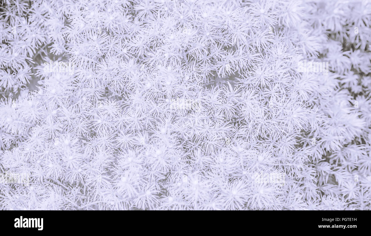 Un sacco di piccoli rami d abete in colore bianco, sfocatura morbida sul quadro completo, bianco e lo sfondo grigio, luce texture con piante spinose Foto Stock