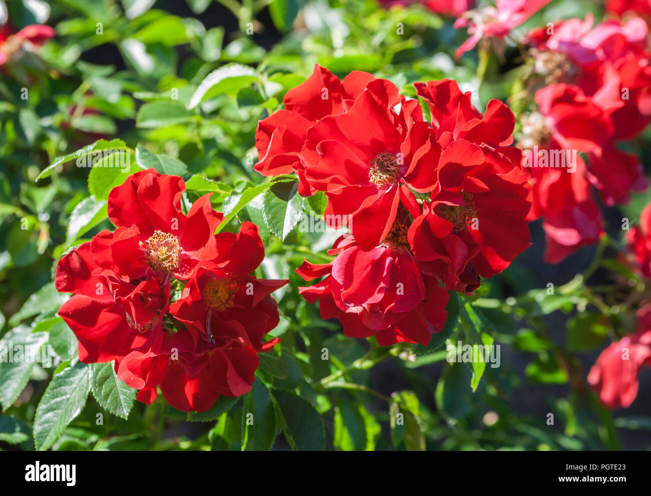 Grado bassino royal rose, due arbusti di piante, di un colore rosso vivo, un mazzo di fiori in piena fioritura, illuminato dal sole, un giorno di estate, crescendo in giardino Foto Stock