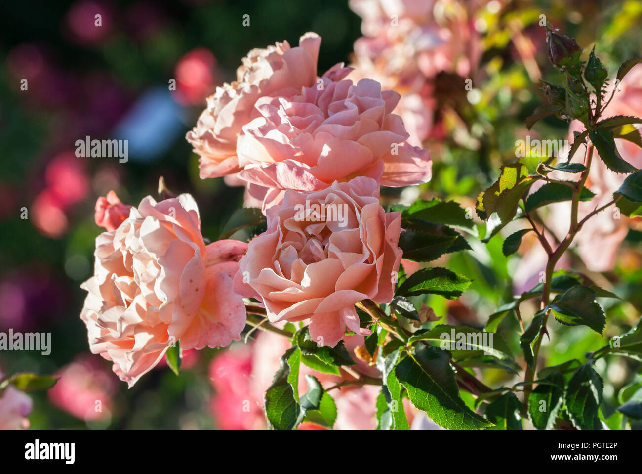Rose Marie Curie forma bella, con petali ondulati e punte appuntite di petali di rosa petali esterni, e albicocca-centro colorati, crescendo nel giardino, br Foto Stock