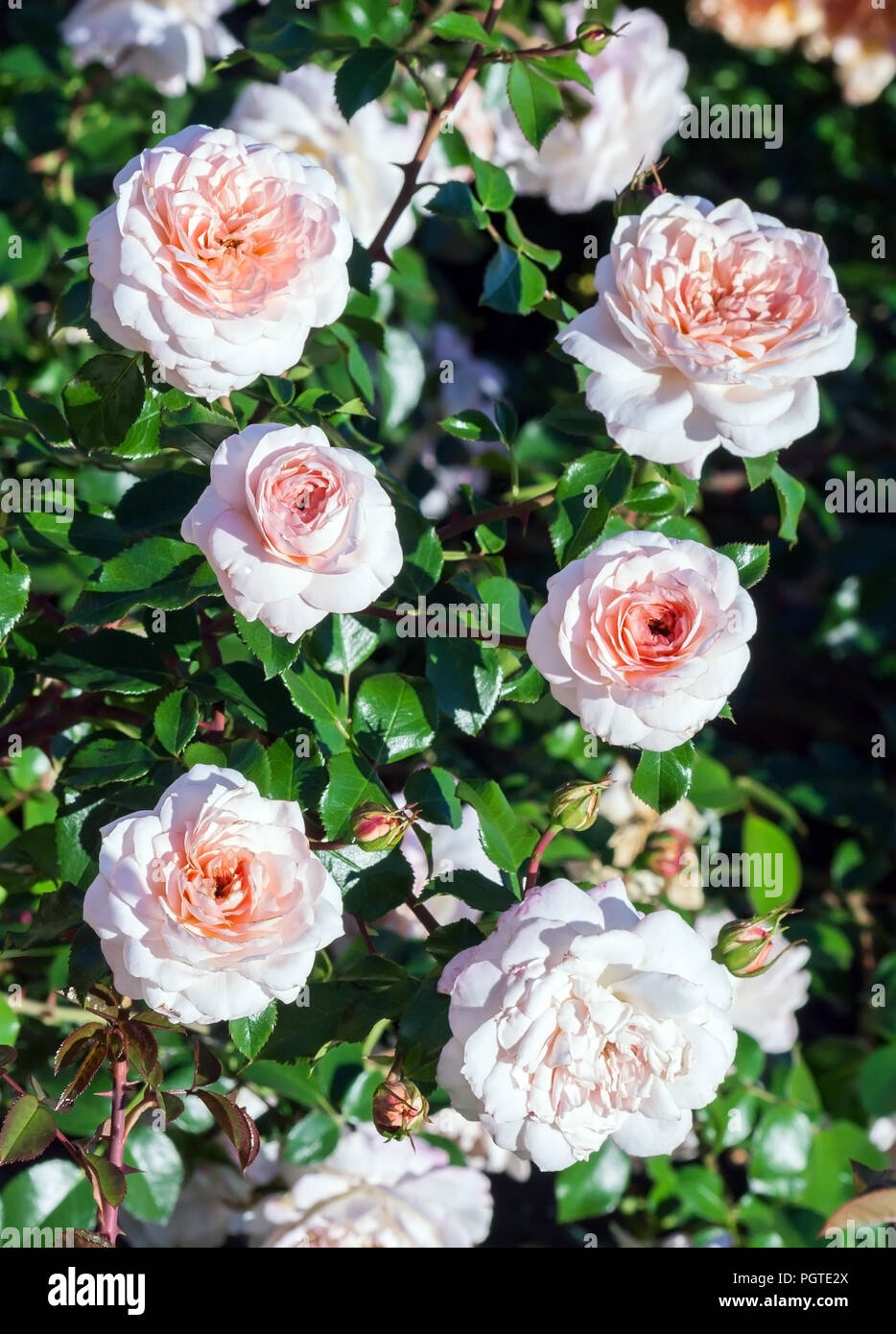 Grado di rose schloss eutin, i fiori sono soft-albicocca con un centro più scuro, il fogliame è di colore verde scuro, lucido, un sacco di rose su una boccola, crescendo in giardino, Foto Stock