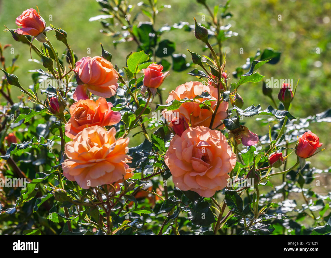 Rose lambada boccole grande e luminoso semi-terry fiore di arancia e gemme, le rose sono illuminate dalla luce del sole, un giorno di estate, la pianta cresce nel giardino, Foto Stock