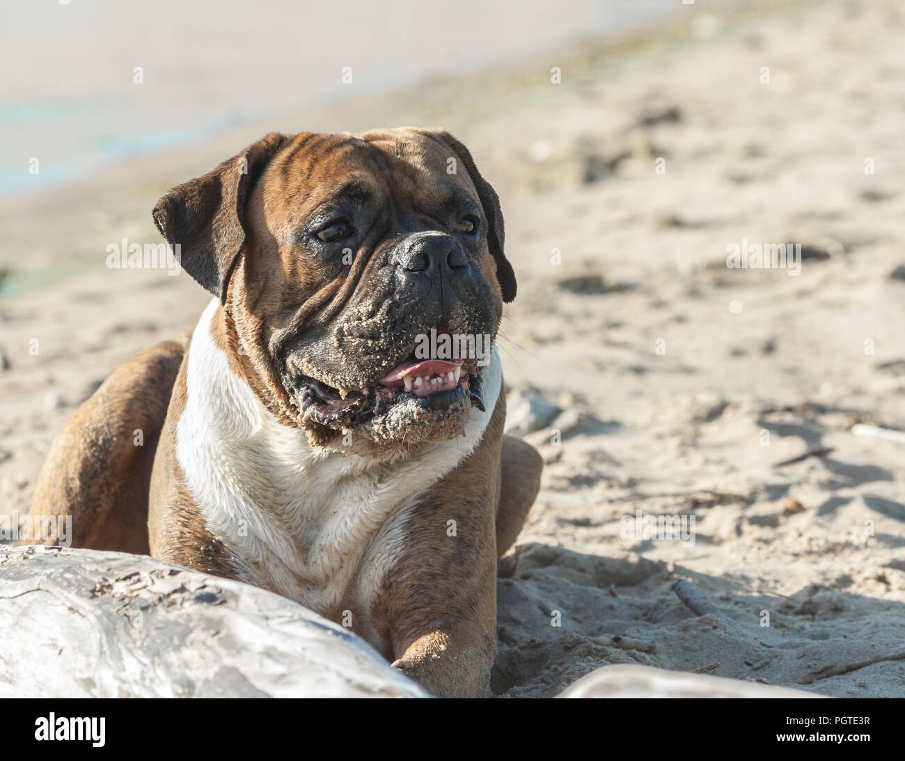 Un ritratto di un boxer tedesco cane giacente sulla natura sulla spiaggia, nella luce dello sfondo sabbia, il sole illumina l'animale sul muso è stu Foto Stock