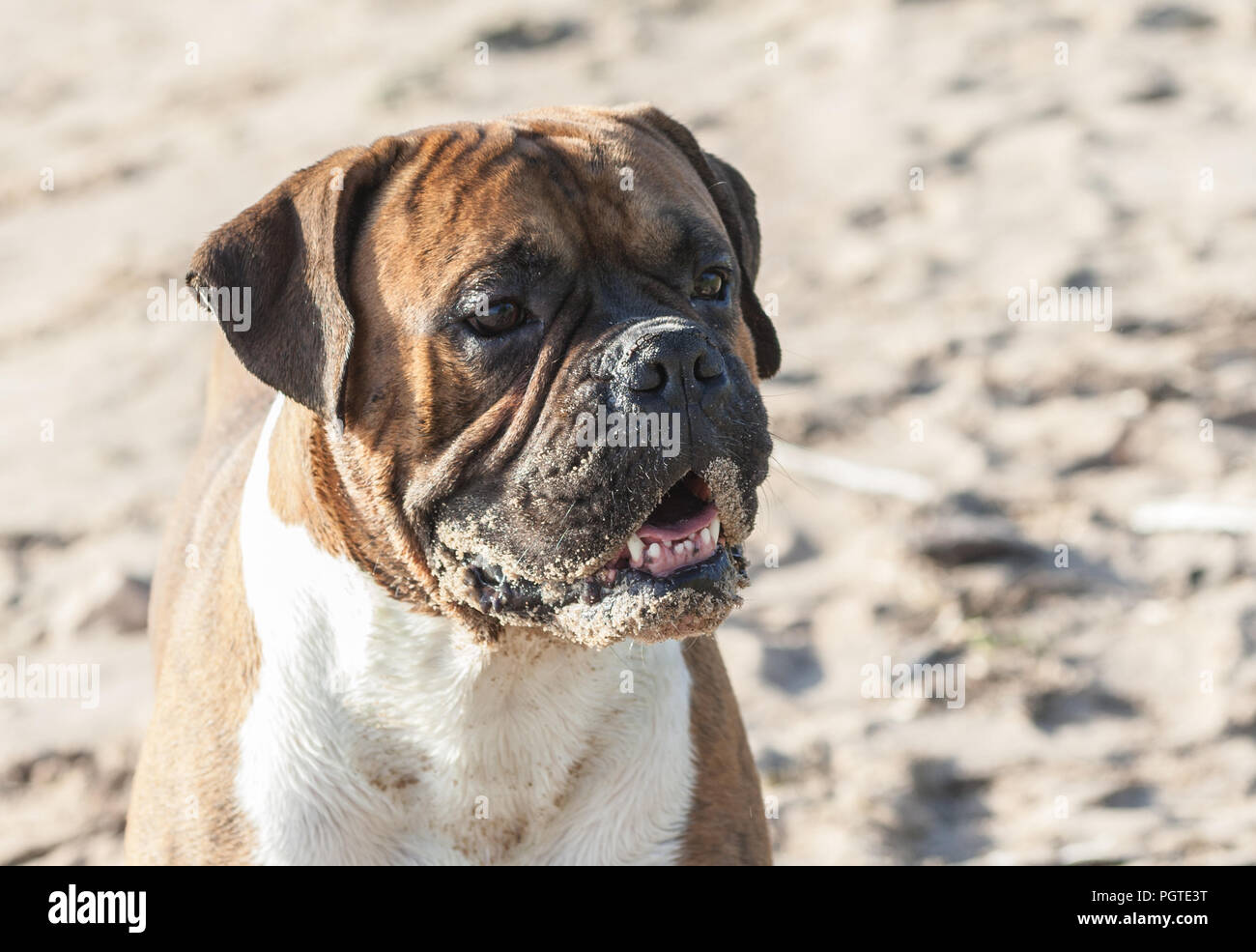 Un ritratto di un boxer tedesco cane sulla natura sulla spiaggia, nella luce dello sfondo sabbia, il sole illumina l'animale, il muso è bloccata in posizione di sabbia, Foto Stock