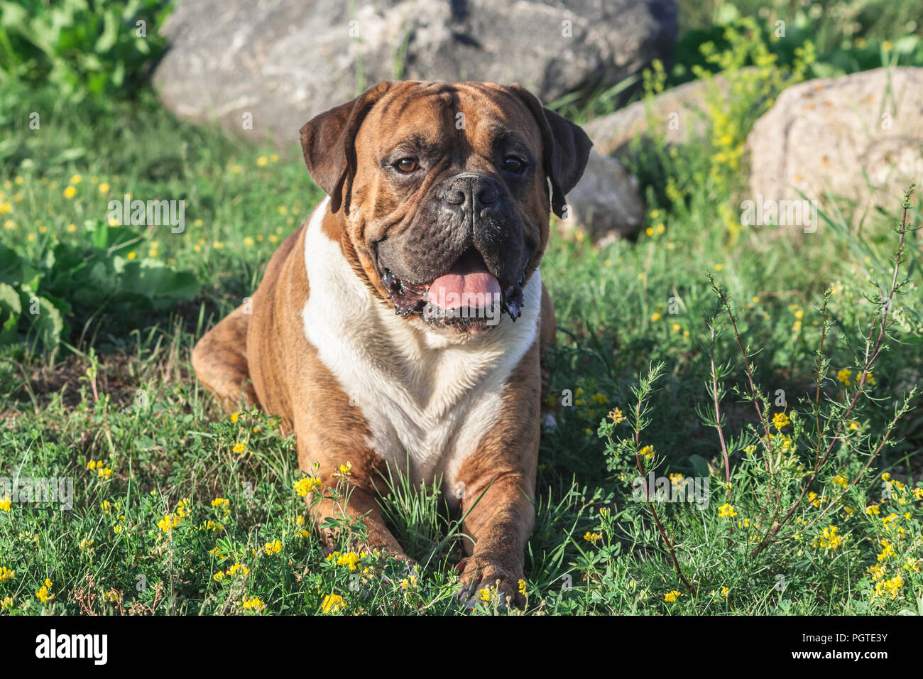 Il cane è un boxer tedesche marrone con strisce, giace sull'erba, il sole illumina l'animale, guarda nella fotocamera, sullo sfondo grigio di grandi dimensioni Foto Stock