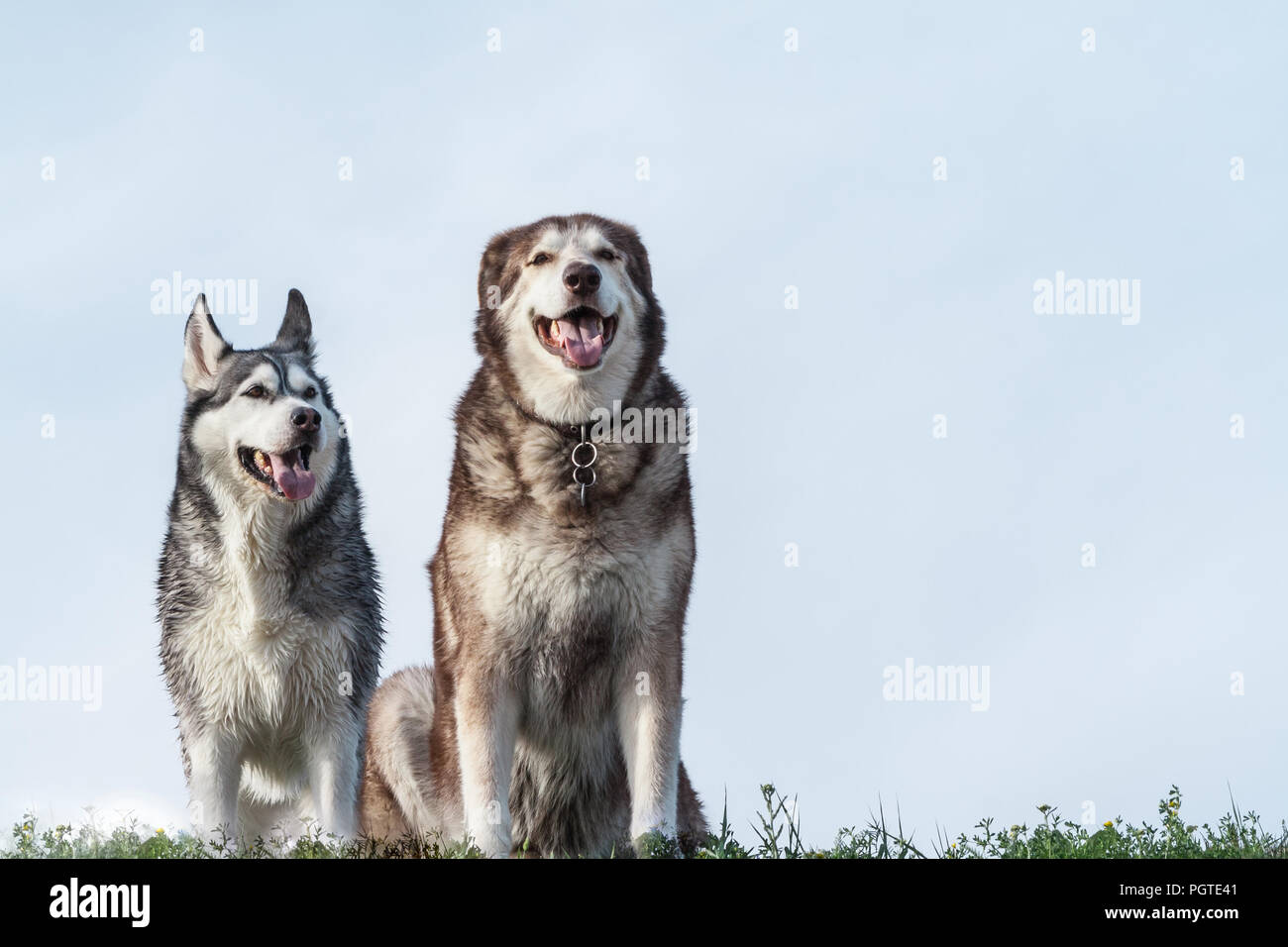Ritratto di due cani, un Alaskan Malamute femmina e siberian husky maschio, gli animali a sedersi su uno sfondo di colore blu pallido cielo su erba bassa, il look di husky Foto Stock