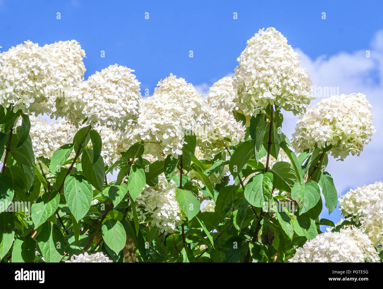 Hydrangeaceae hydrangea paniculata siebel grado orso polare, cespugli alti con a forma di cono i cluster di grandi dimensioni di piccoli fiori bianchi contro il cielo blu Foto Stock