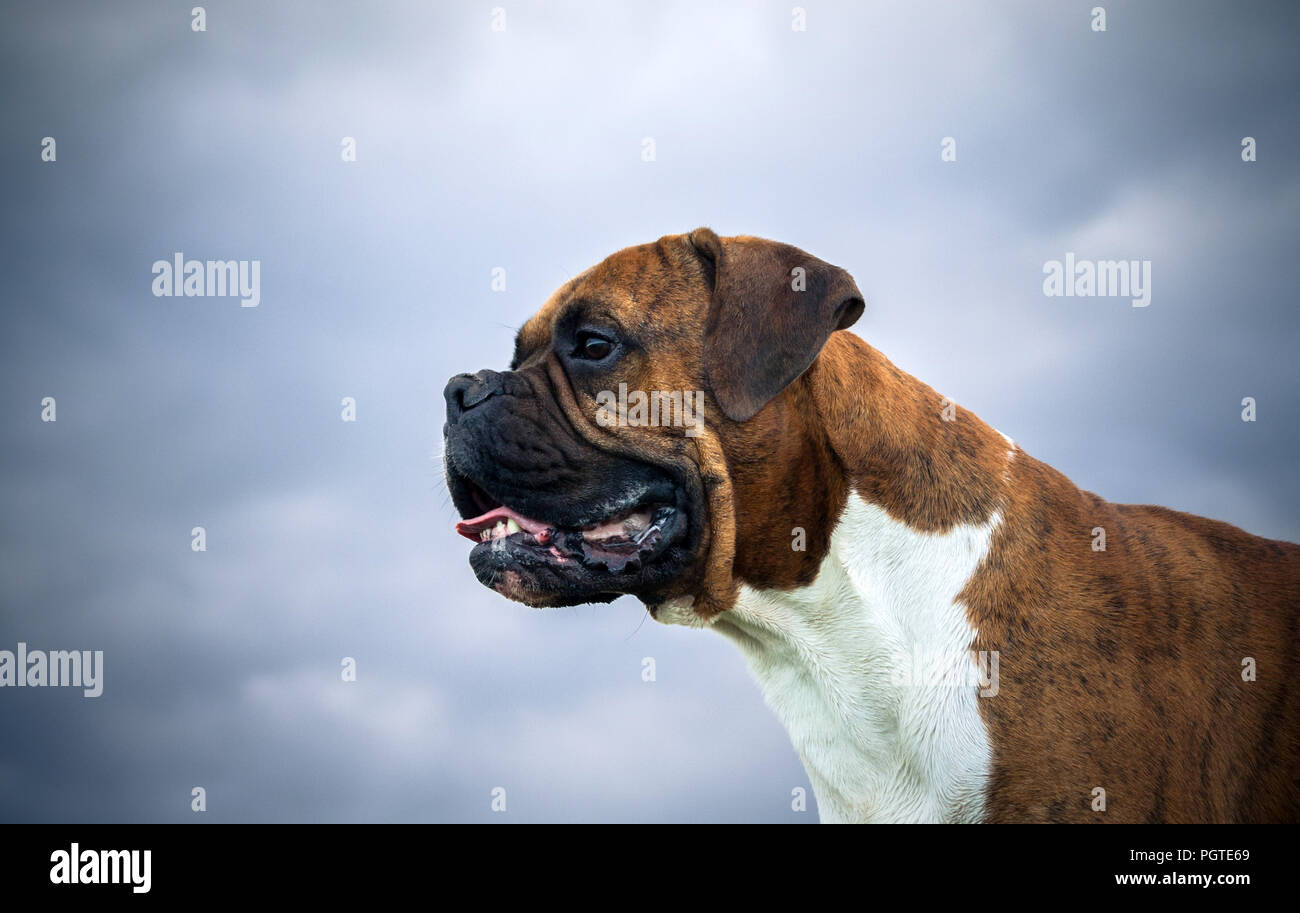 Close-up verticale di un cane di razza di un boxer tedesche contro un colore grigio-blu cielo sfondo scuro, foto, nuvole e brillante colorazione del cane, sguardo intelligente, Foto Stock