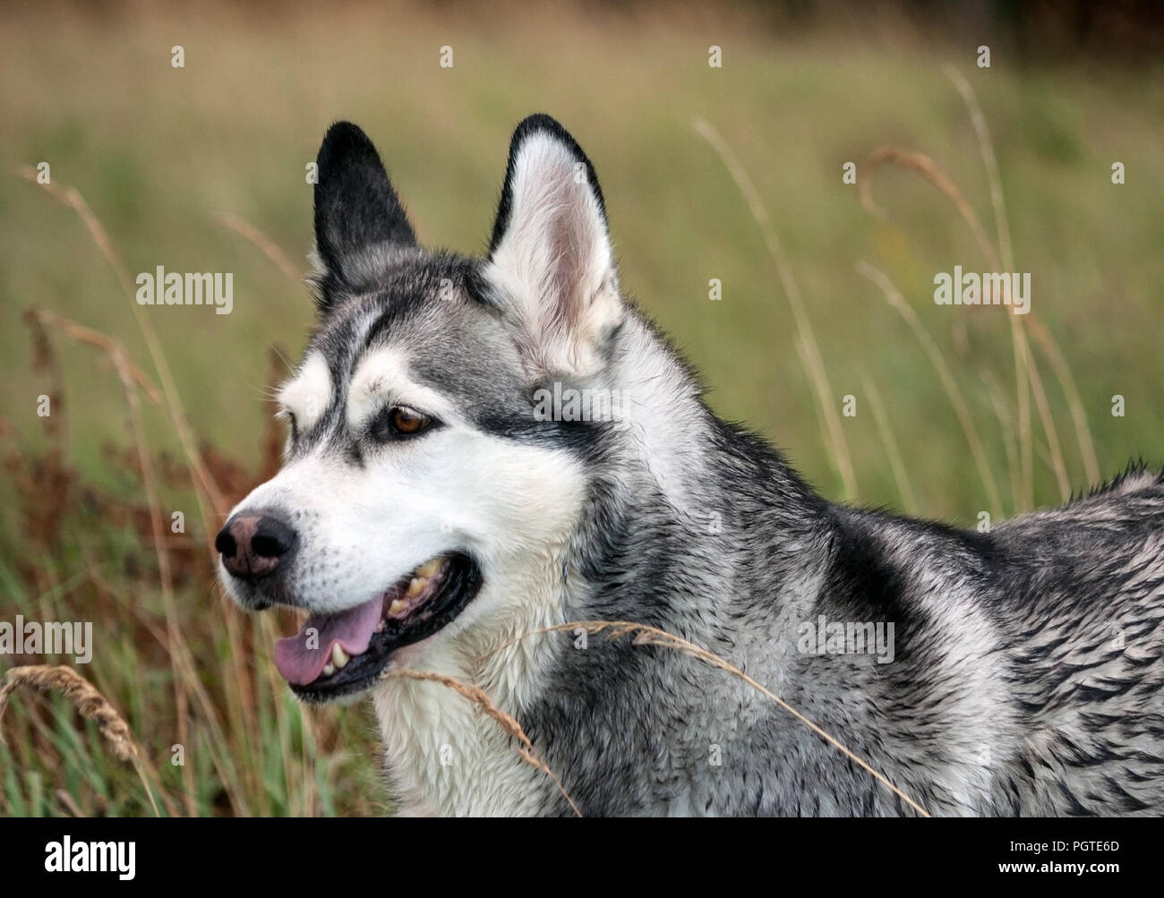 Close-up verticale di un cane alaskan malamute razza, in primo piano e sullo sfondo l'erba alta sul campo, luce diurna, bello cane con capelli bagnati Foto Stock