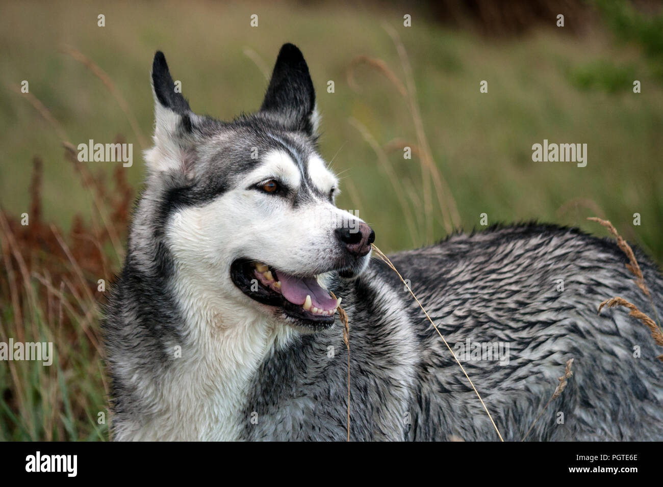 Close-up verticale di un cane alaskan malamute razza, in primo piano e sullo sfondo l'erba alta sul campo, luce diurna, un bel cane con capelli bagnati, Foto Stock