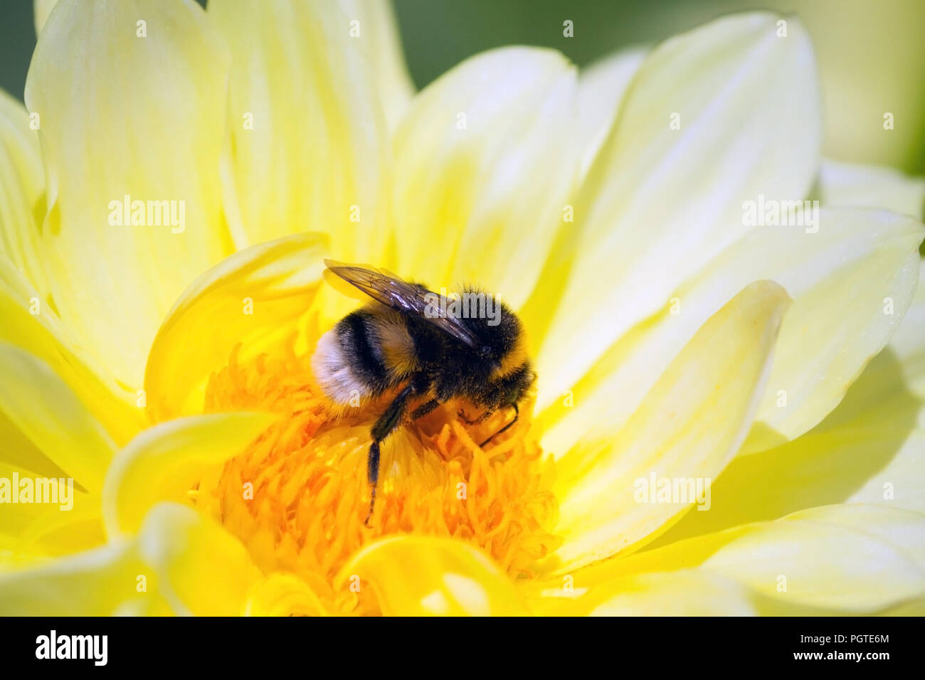 Un grande bumblebee si siede su un fiore di crisantemo giallo tonalità, un insetto sotto la luce diretta del sole, un giorno di estate, un close-up, luminosa foto, bumblebee lavorando Foto Stock