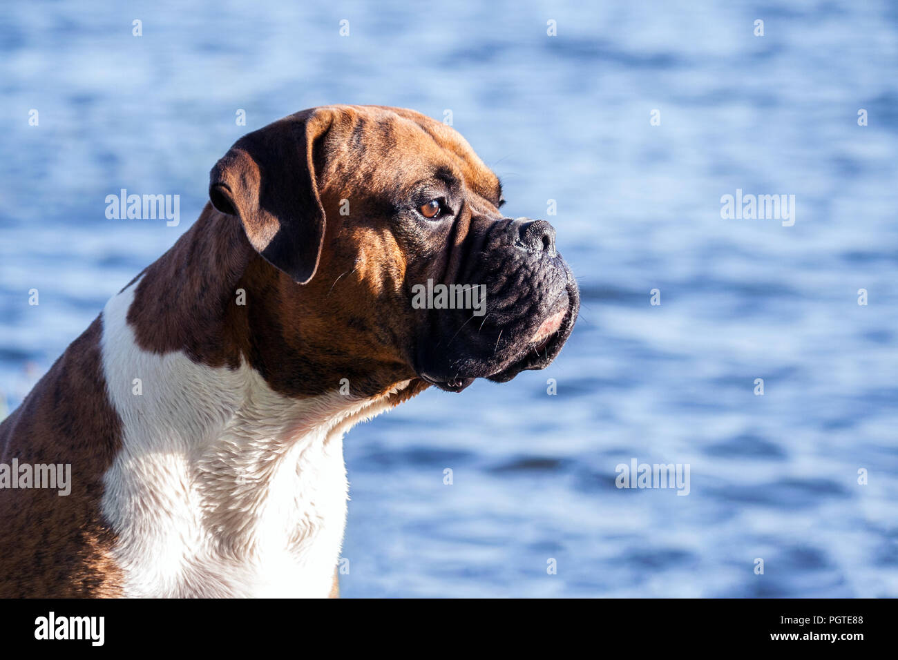 Il cane di razza è un boxer tedesche maschile seduto su uno sfondo di colore blu acqua con piccole onde, guardando attentamente lontano, il cane bagnino, vigile Foto Stock