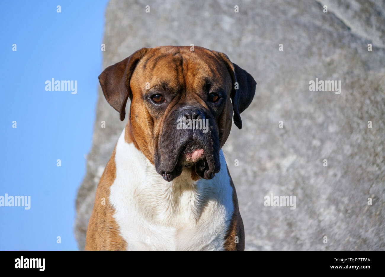 Cane di razza boxer tedesco maschio seduta sullo sfondo di una grande pietra e cielo blu, ritratto, grave look, guardando la telecamera, lunghe orecchie, marrone Foto Stock