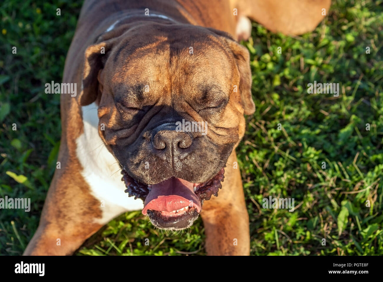 Il cane è un tedesco di razza boxer con gli occhi chiusi e ganasce aperte sull'erba verde, una giornata di sole, l'animale si appoggia al sole, un buffo muso,foto Foto Stock