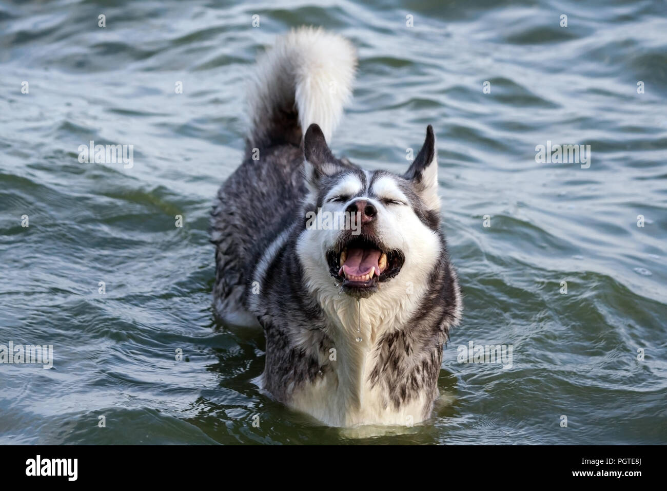 Il ritratto di un cane Alaskan Malamute bagna nel lago, un animale bagnato, gli occhi sono chiusi e la testa è alta, molto lieto e divertente guardare, Foto Stock