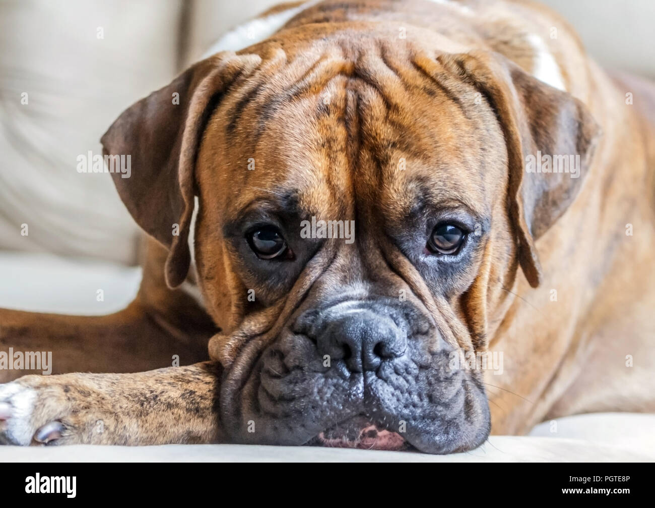 Ritratto di un giovane maschio di razza boxer tedesco close-up, foto luminose, bello cane, intelligente uno sguardo alla telecamera, di colore bruno con lunghe orecchie, Foto Stock