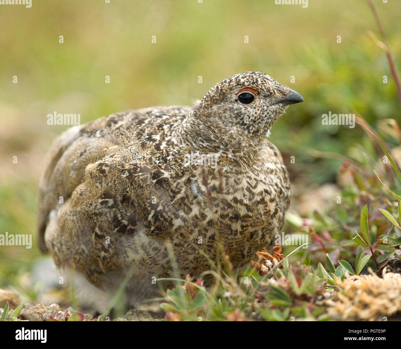 White-tailed Ptarmigan (Lagopus leucura), Larimer County Colorado Foto Stock