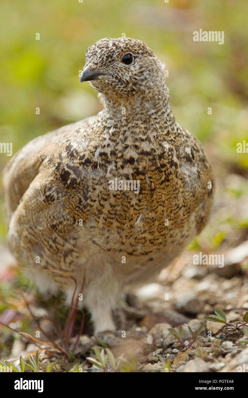 White-tailed Ptarmigan (Lagopus leucura), Larimer County Colorado Foto Stock