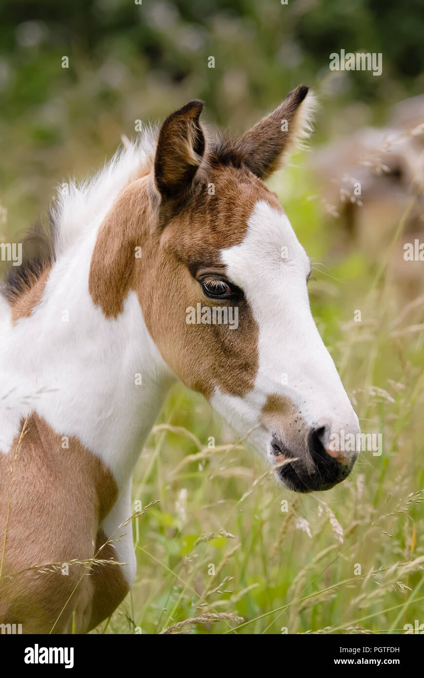 Un simpatico pony giovane puledro ritratto di testa, il mantello di colore pinto con modelli di tobiano anche chiamato skewbald Foto Stock