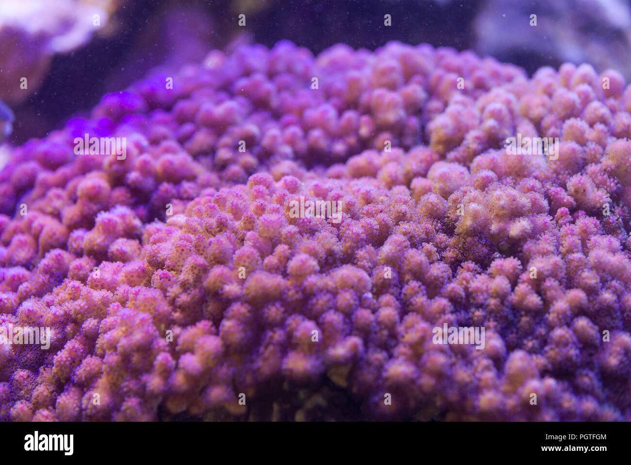 Coral Pocillopora,SPS - closup Foto Stock