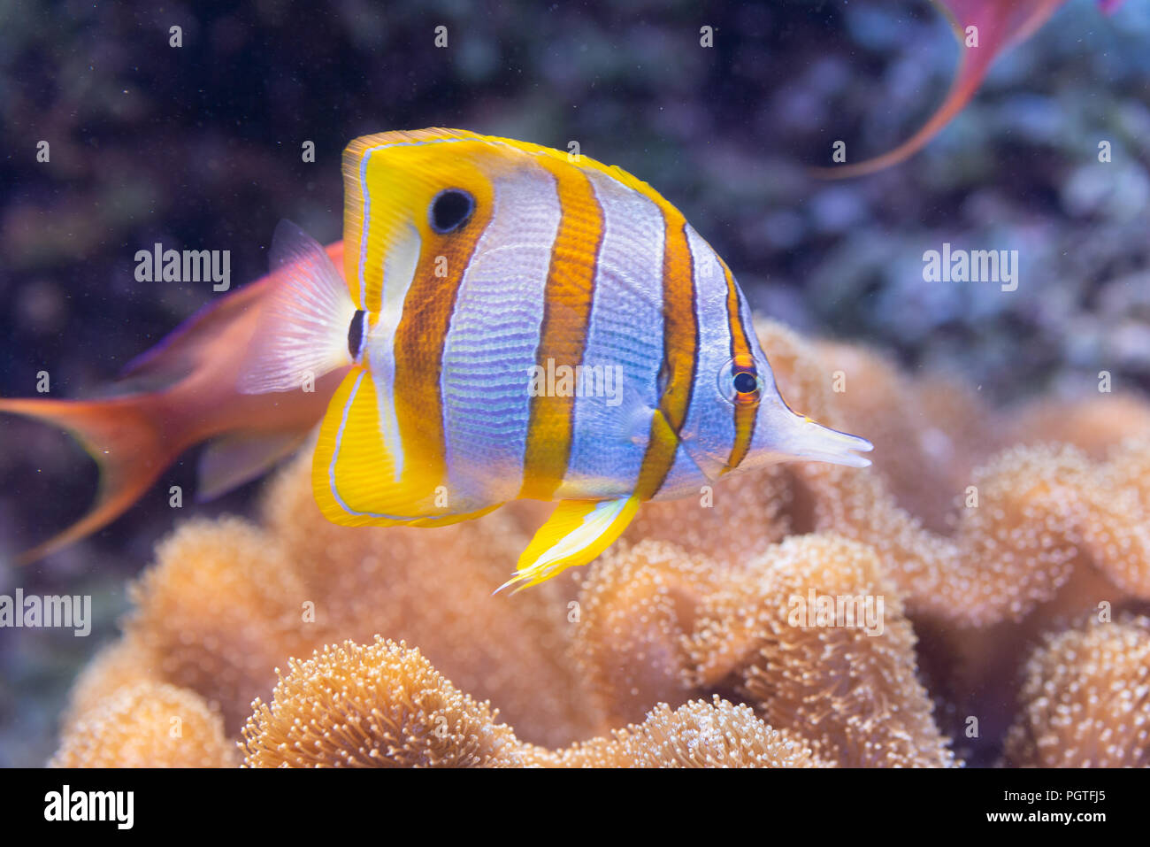 Pesce Chelmon rostratus, nastrati Longsnout Butterflyfish Foto Stock