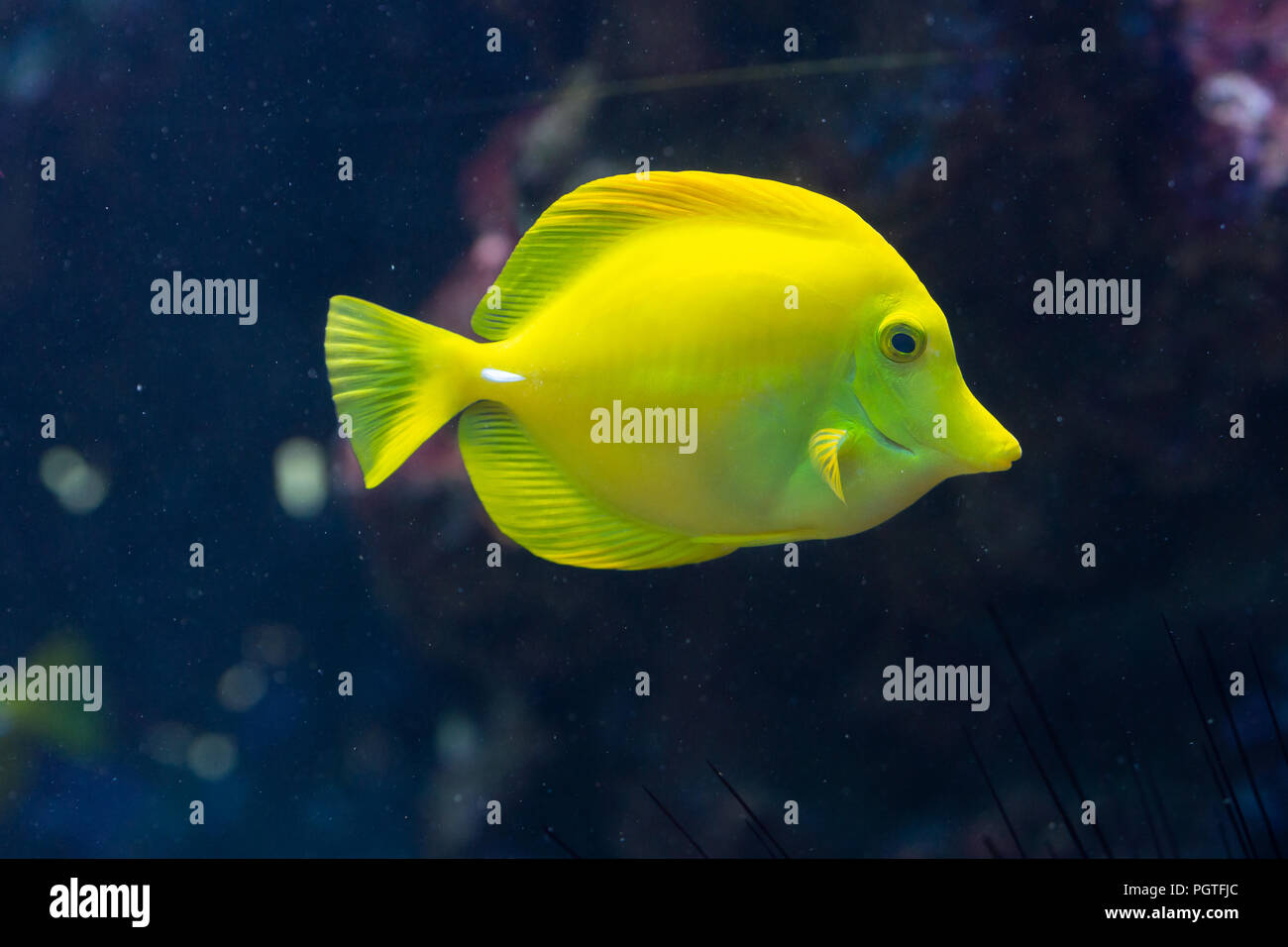 Pesci Zebrasoma flavescens, limone Sailfin, Surgeonfish cupi, giallo Sailfin Tang, codolo giallo Foto Stock